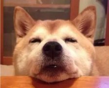 狗狗吃零食有什么注意事項？