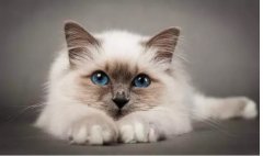 貓真的有“九條命”嗎？