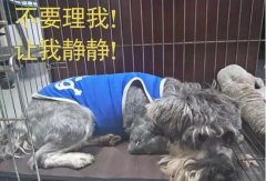 有汪星人的家，還是得需要一個籠子