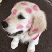 我家狗，在外面有人了！