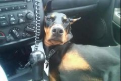 開車載狗雖拉風(fēng)，背后的安全隱患你又知多少？