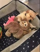 這幾件事你可能經常做，但是卻不知道傷了狗狗