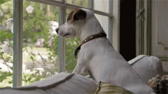 狗狗的十個有趣的小心思，你可一定要知道！