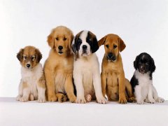 擁有“招狗體質”是種什么樣的體驗？