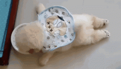 狗狗懶出新境界，只有你想不到，沒有它們做不