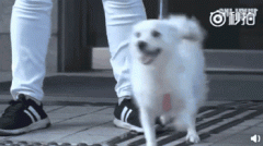 狗，真是人類最好的朋友嗎？