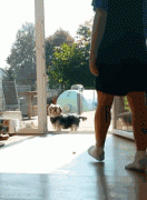 養一只傻狗是一種什么樣的體驗？