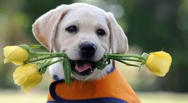 感動(dòng)！原來(lái)狗狗這些表現(xiàn)，都是愛(ài)的證明