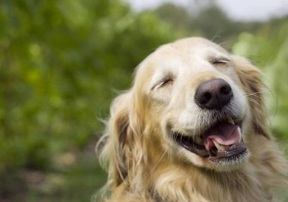 別再誤會(huì)狗狗了，它的這些行為，內(nèi)心想法是這樣的